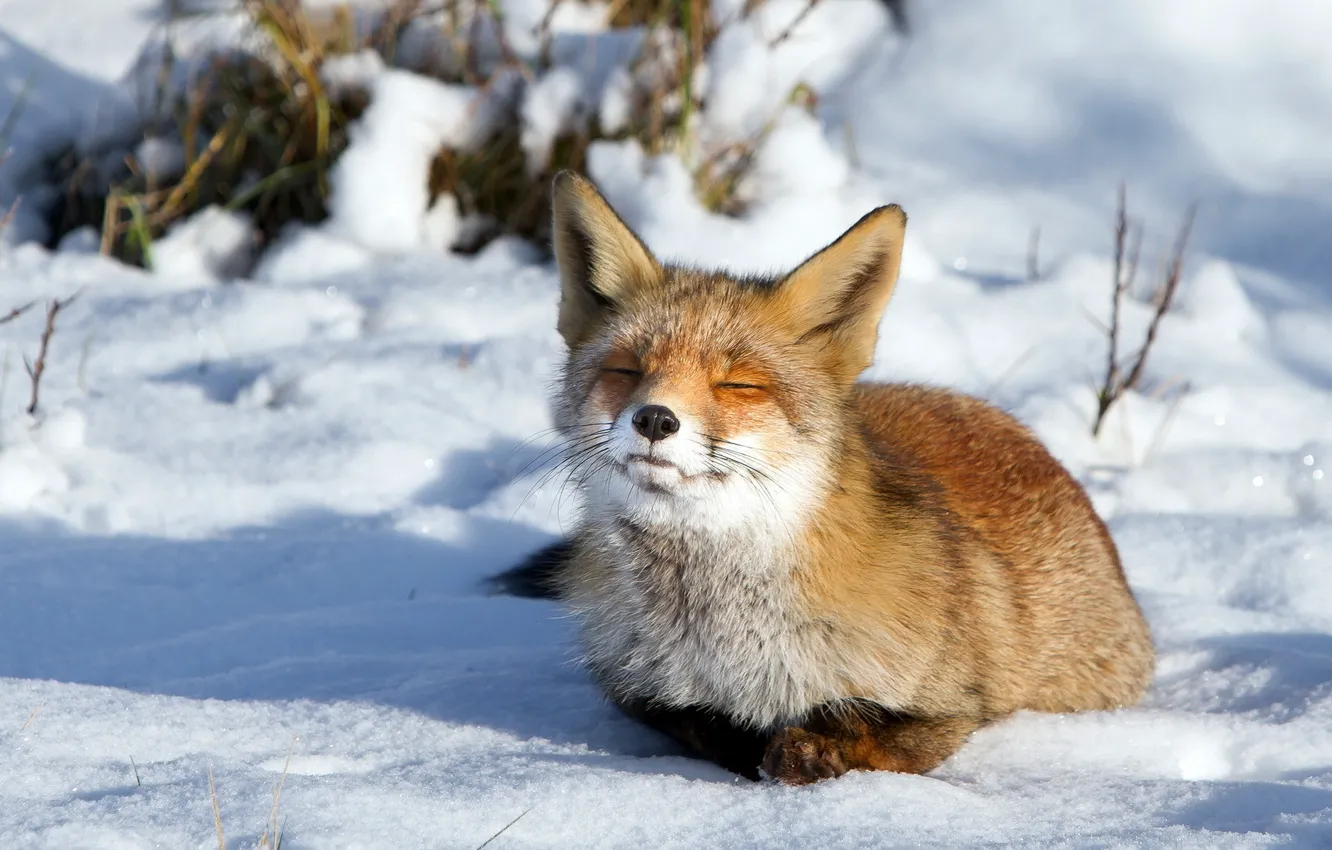 Photo wallpaper winter, snow, Fox
