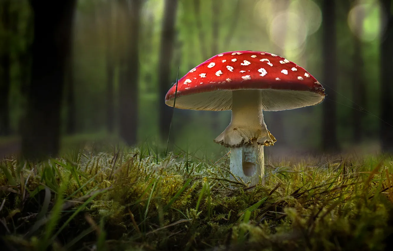 Photo wallpaper forest, red, nature, mushrooms, moss, mushroom, clearing, bokeh
