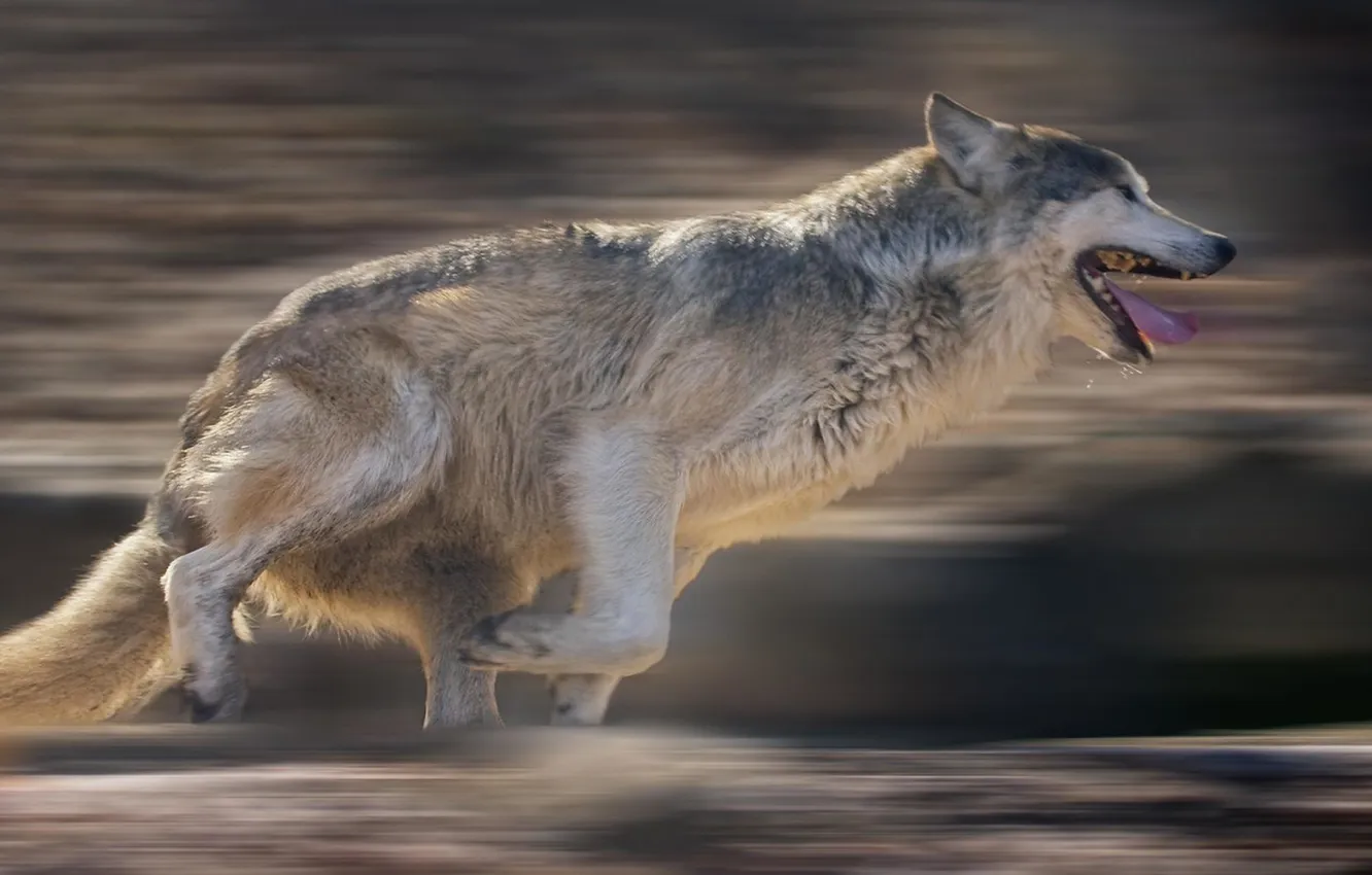 Photo wallpaper nature, Gray Wolf, face, animal, wolf, canis lupus, wildlife, head