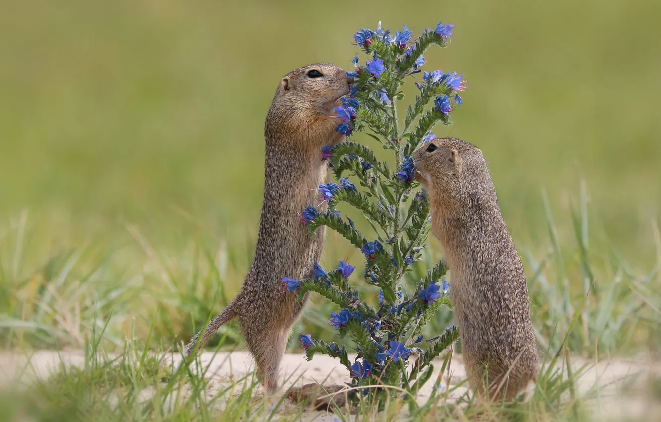 Photo wallpaper field, grass, flowers, pose, glade, a couple, gopher, stand
