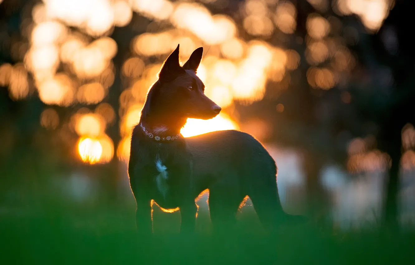 Photo wallpaper the sun, each, dog, silhouette