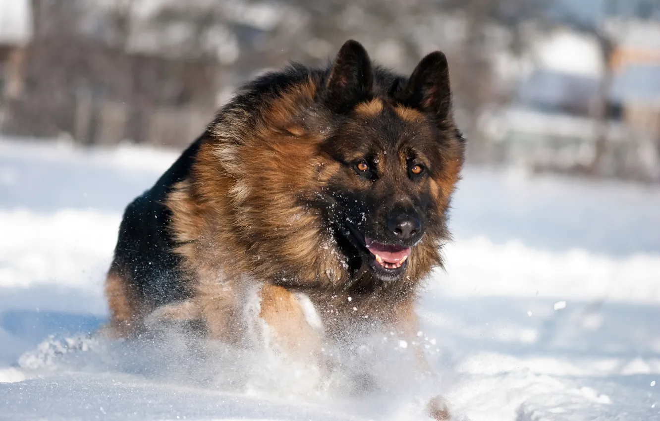 Photo wallpaper winter, snow, dog, German shepherd