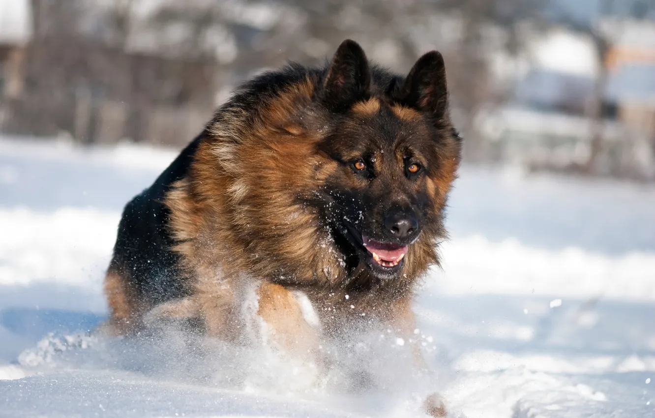 Photo wallpaper winter, snow, Dog, German shepherd