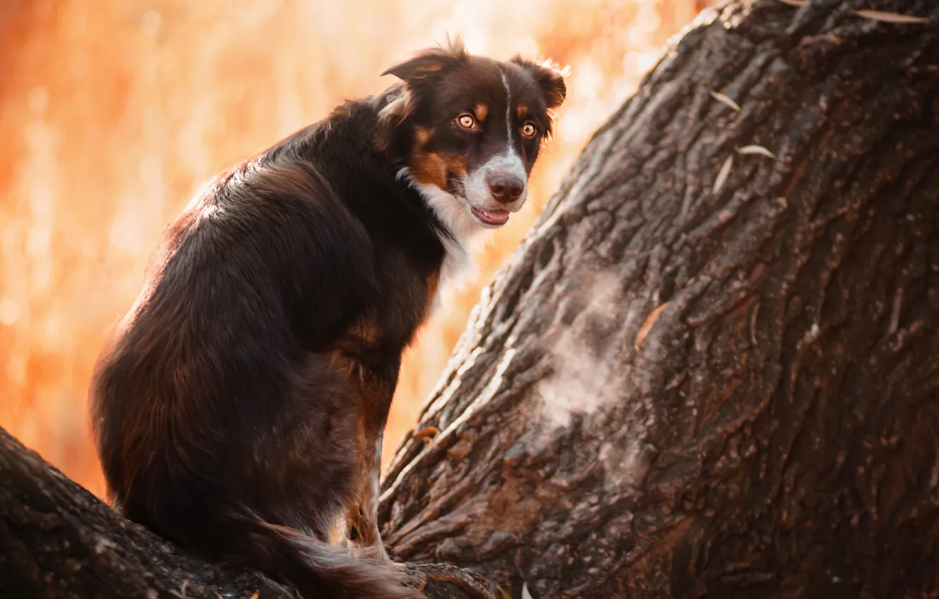 Photo wallpaper look, each, dog