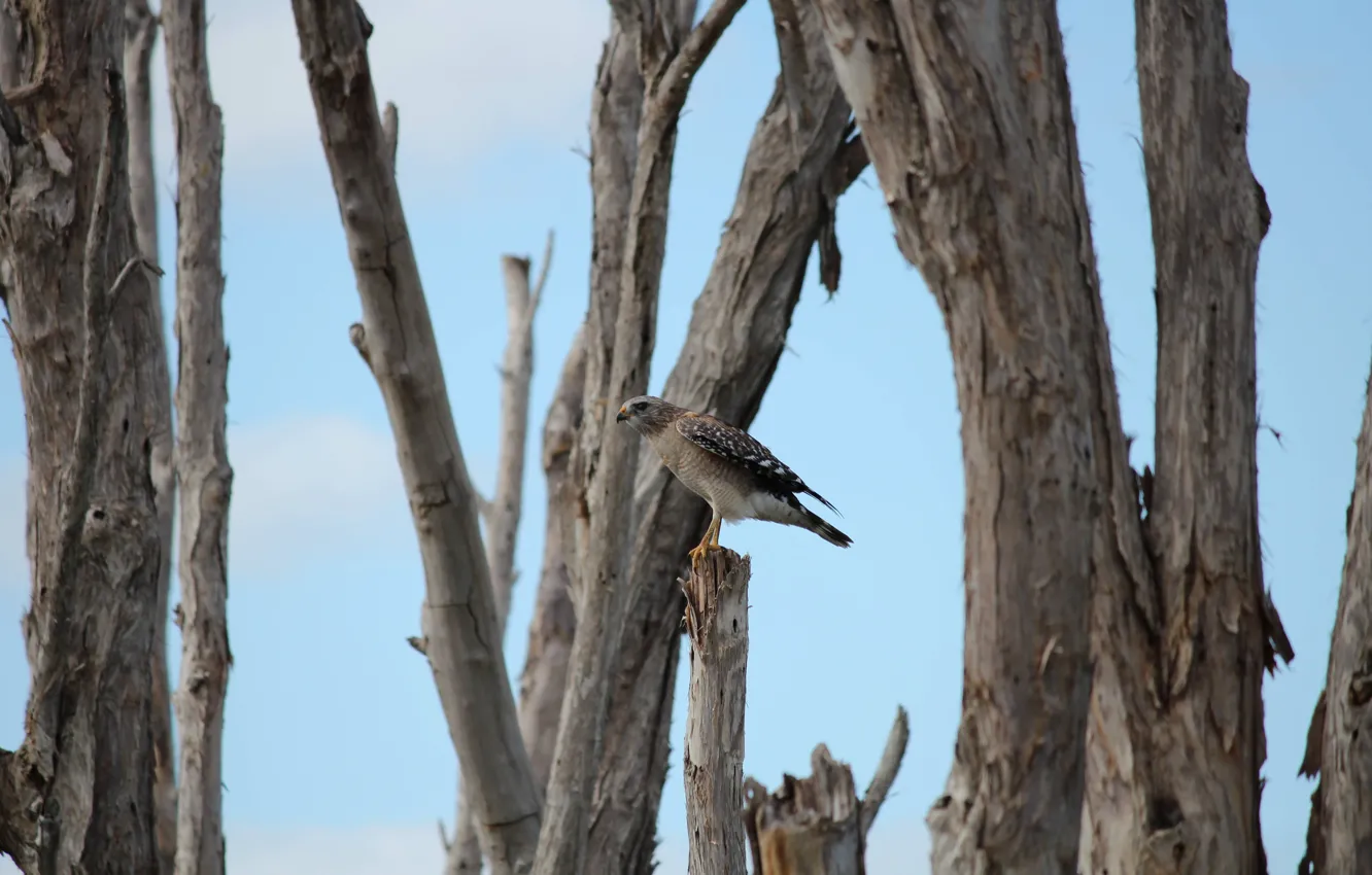 Photo wallpaper bird, Falcon, the trunks of the trees