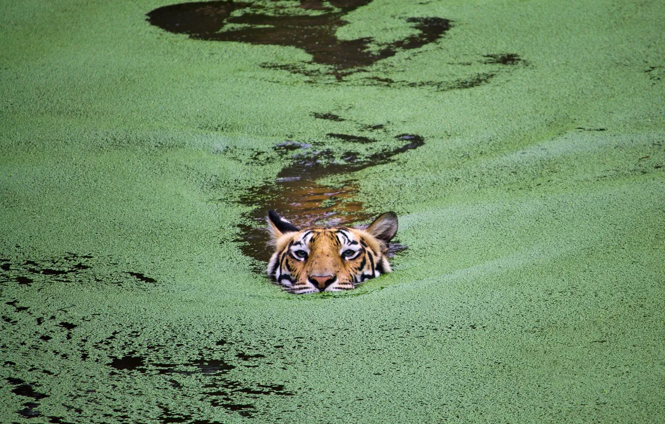 Photo wallpaper cat, tiger, lake, India