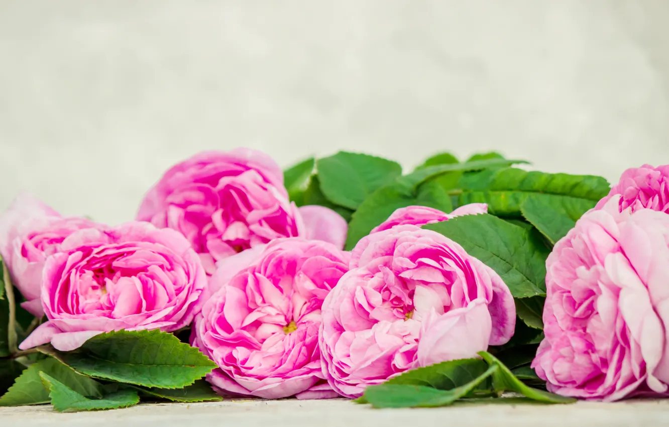 Photo wallpaper flowers, roses, petals, pink, wood, pink, flowers, petals