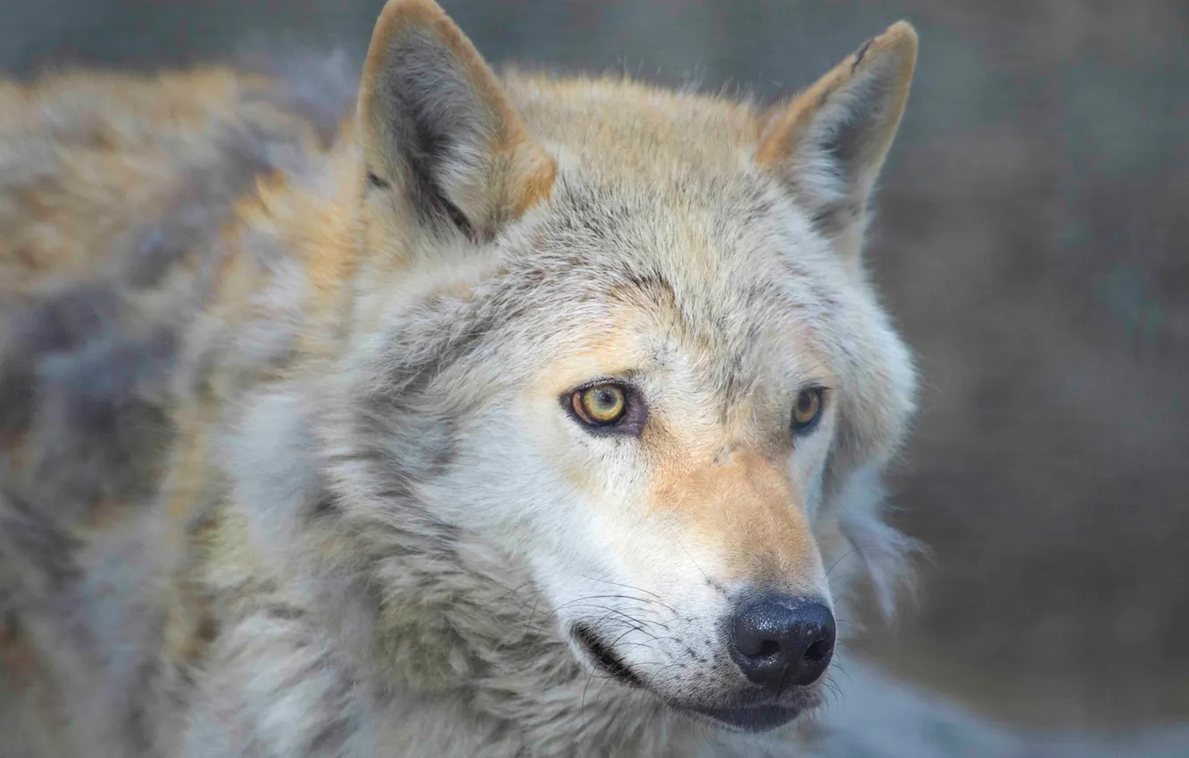 Photo wallpaper look, face, wolf, the orderly forest