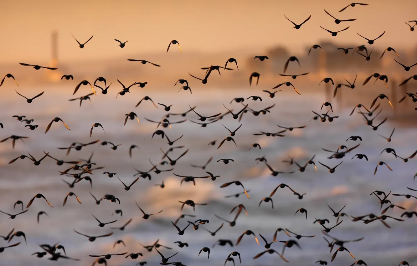 Photo wallpaper sunset, bird, pack