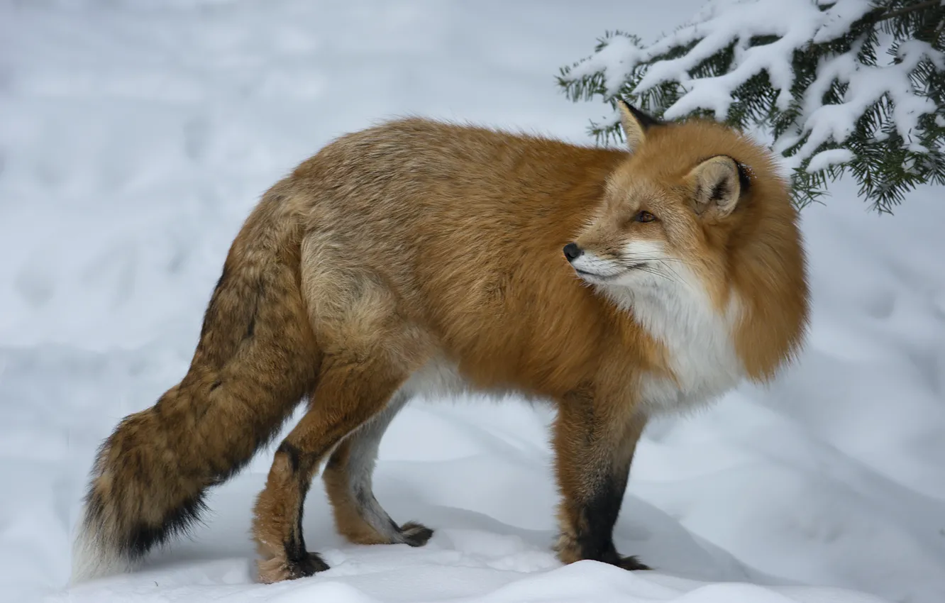 Photo wallpaper winter, look, snow, animal, Fox, red, Fox, max