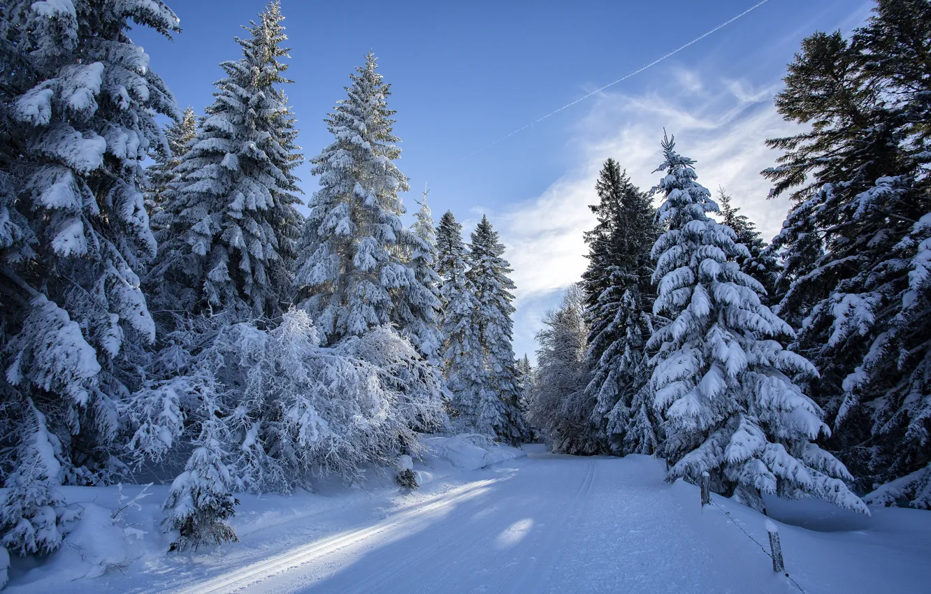 Photo wallpaper winter, frost, road, forest, clouds, snow, trees, blue