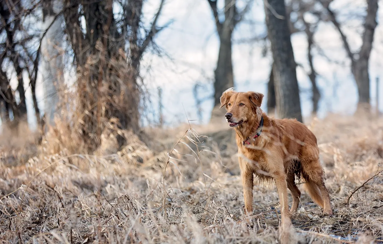 Photo wallpaper look, each, dog