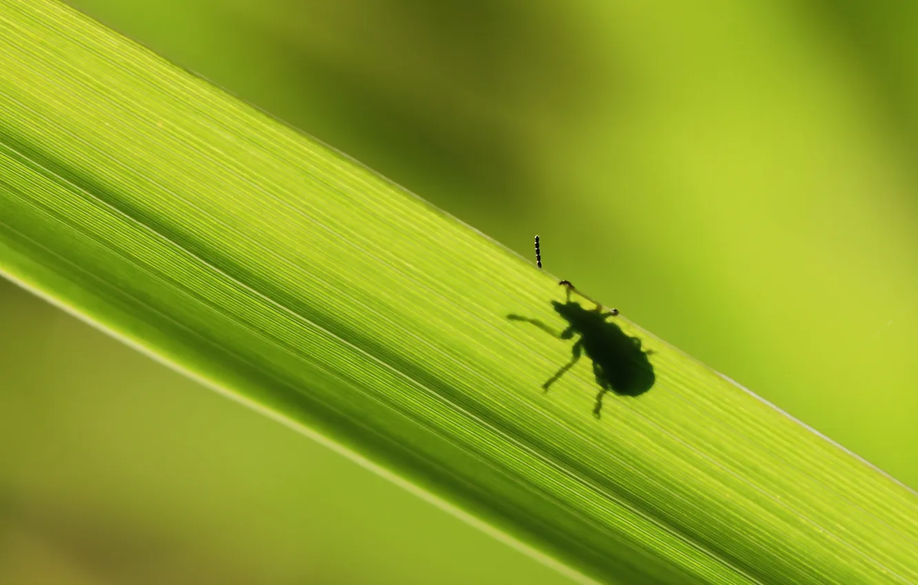 Photo wallpaper nature, sheet, beetle