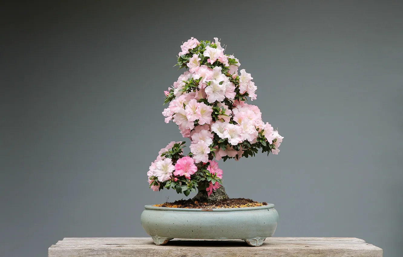 Photo wallpaper bonsai, grey background, pink flowers, flowering tree