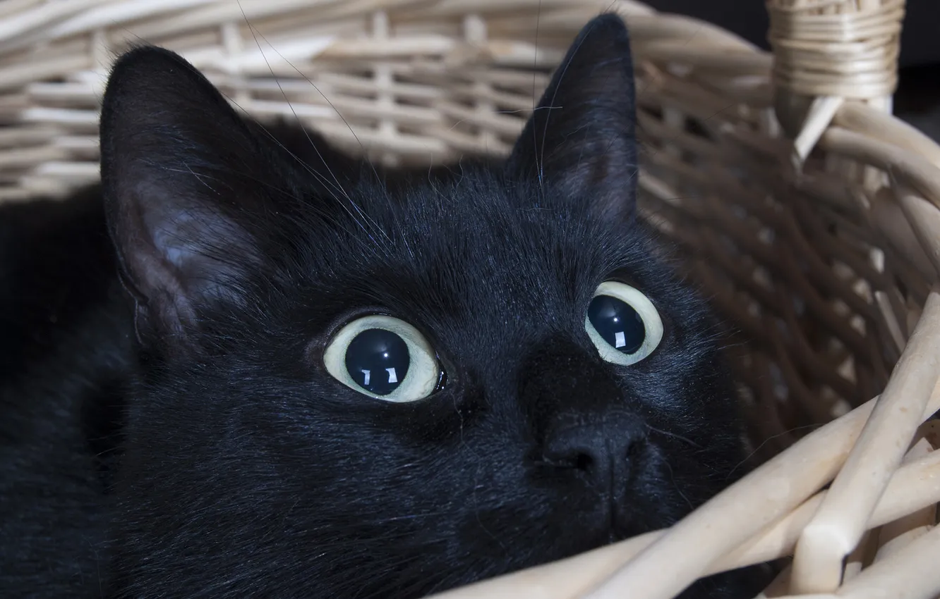 Photo wallpaper cat, eyes, face, basket, black cat