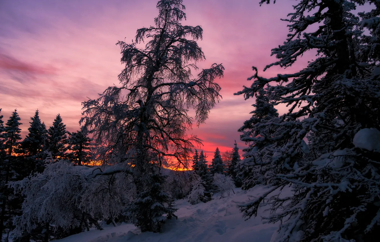 Photo wallpaper snow, trees, dawn, frost