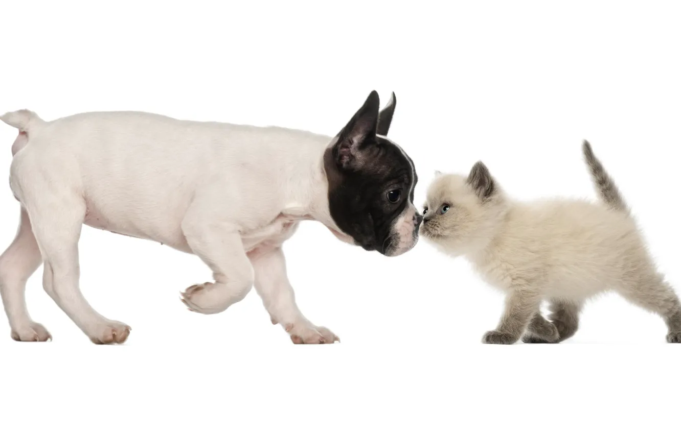 Photo wallpaper dog, friendship, puppy, kitty, friends, French bulldog, British Shorthair