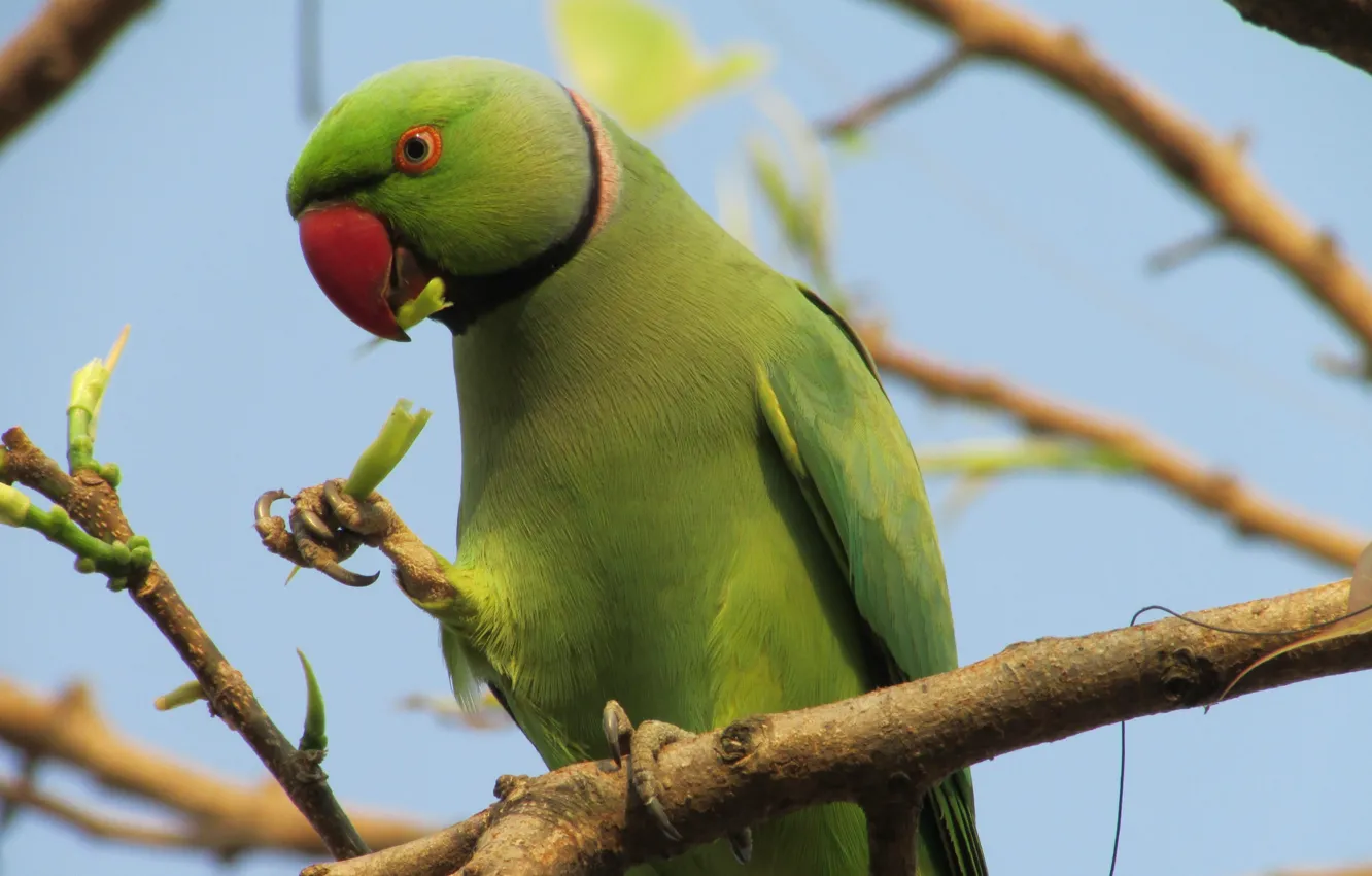 Photo wallpaper green, kawaii, forest, sky, bird, feathers, tree, animal