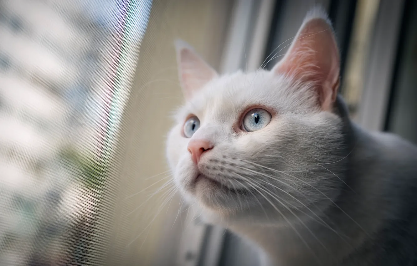 Photo wallpaper cat, look, muzzle, white