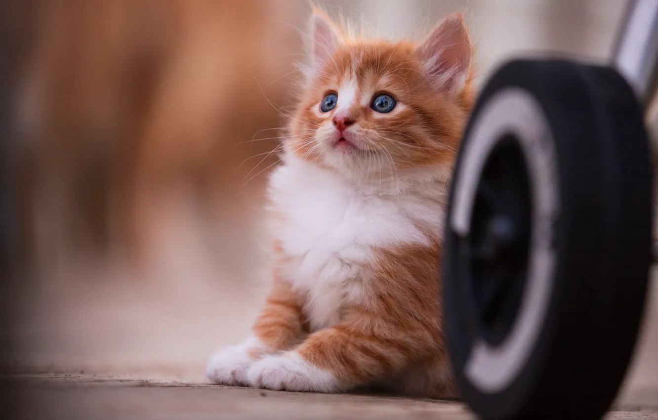 Photo wallpaper cat, look, pose, kitty, background, wheel, baby, red