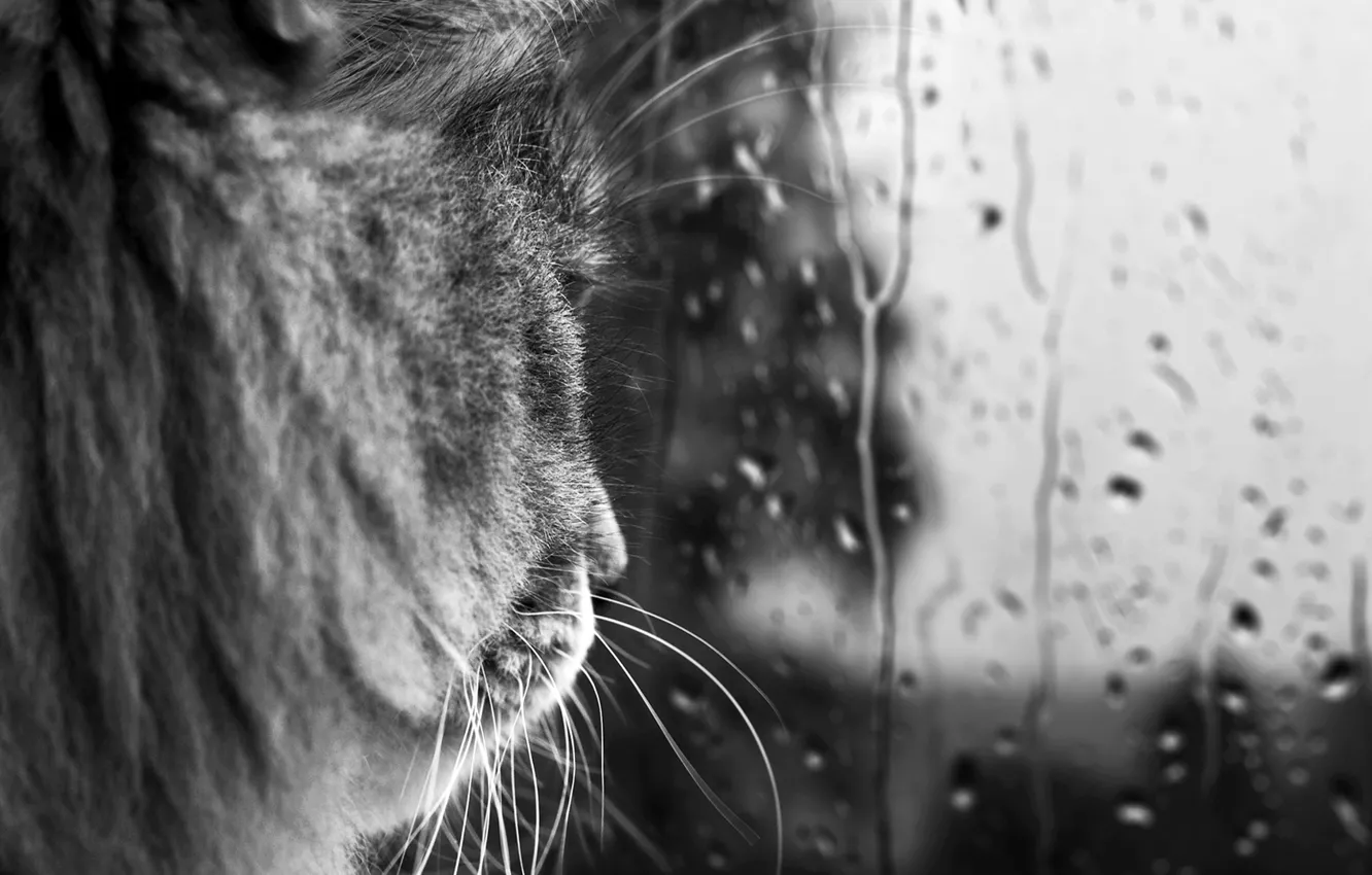 Photo wallpaper cat, mustache, glass, drops, rain, black and white