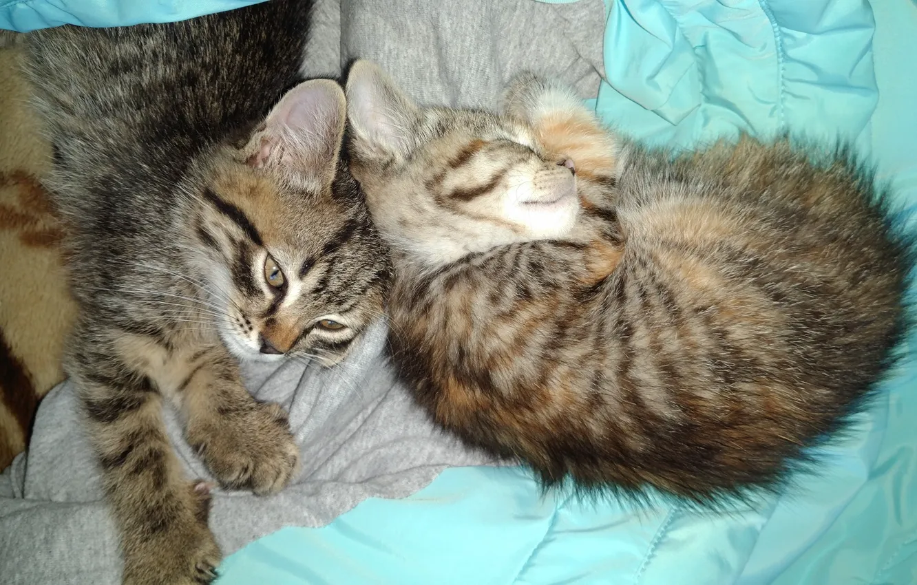 Photo wallpaper kittens, cuties, sleep, meduzanol ©