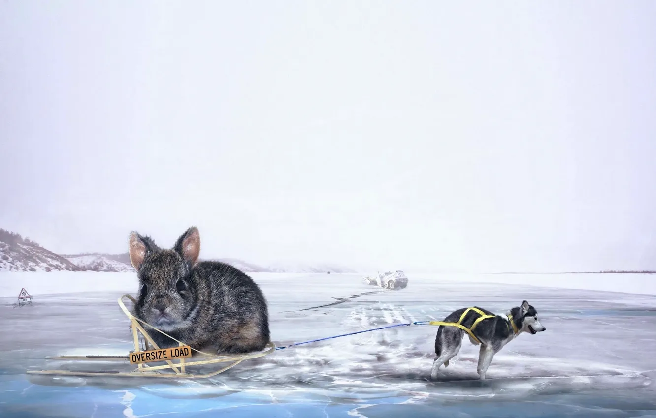 Photo wallpaper creative, ice, the situation, dog, rabbit, sleigh, husky