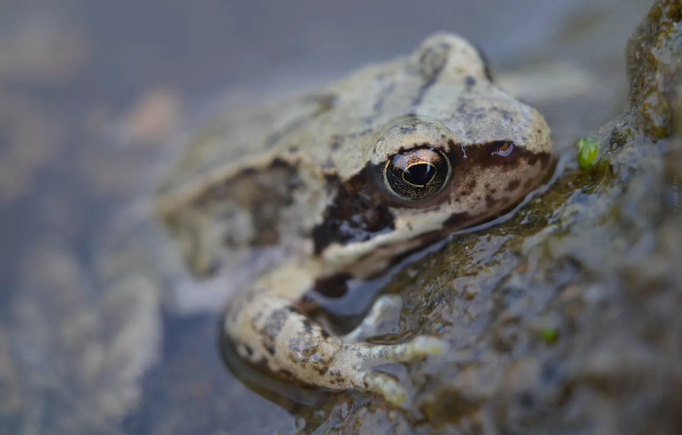 Photo wallpaper water, frog, sitting, looks, Alex Atin, Alex Athyn, To monoassociative okay