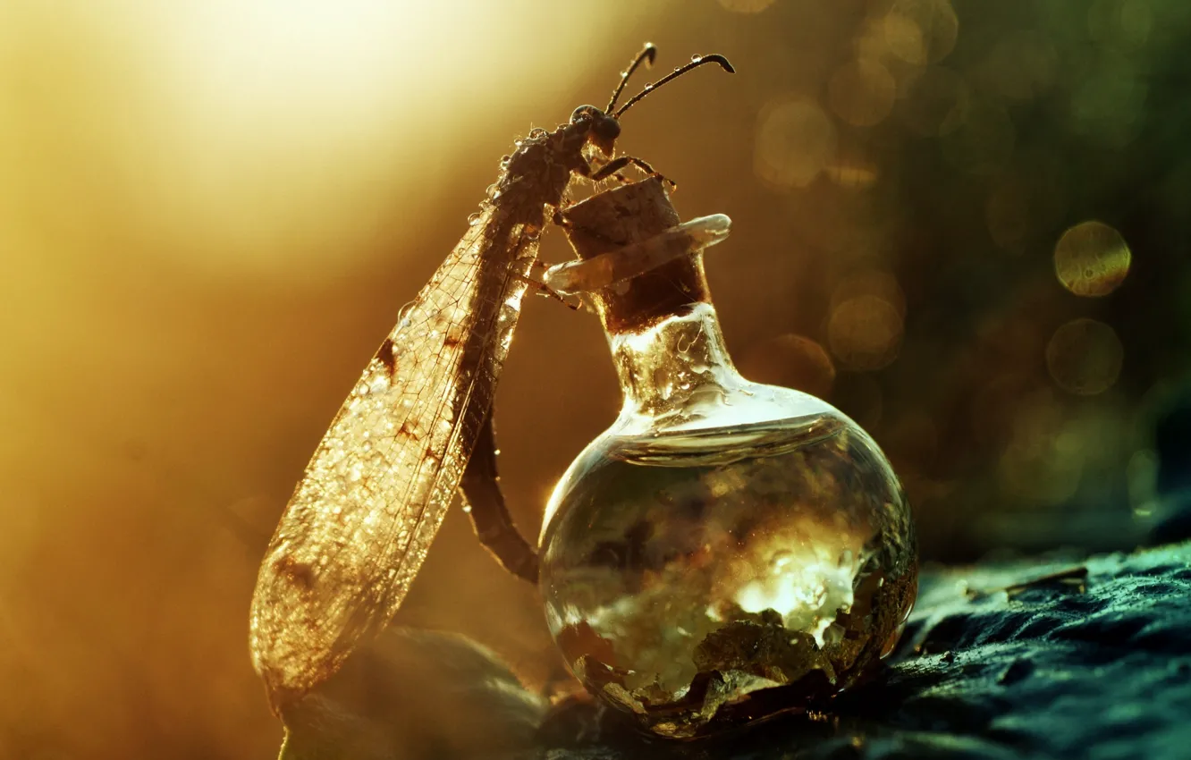 Photo wallpaper macro, Rosa, dragonfly, insect, bottle