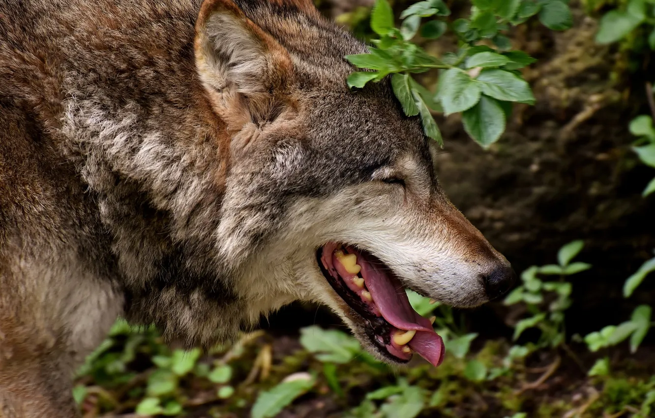 Photo wallpaper fantasy, Predator, nature, art, snow, face, animal, wolf