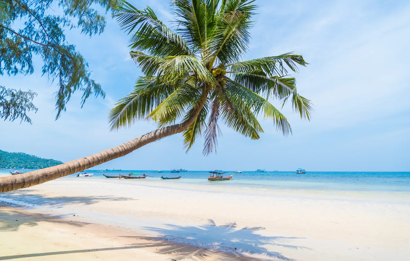 Photo wallpaper sand, sea, beach, summer, the sky, palm trees, summer, beach