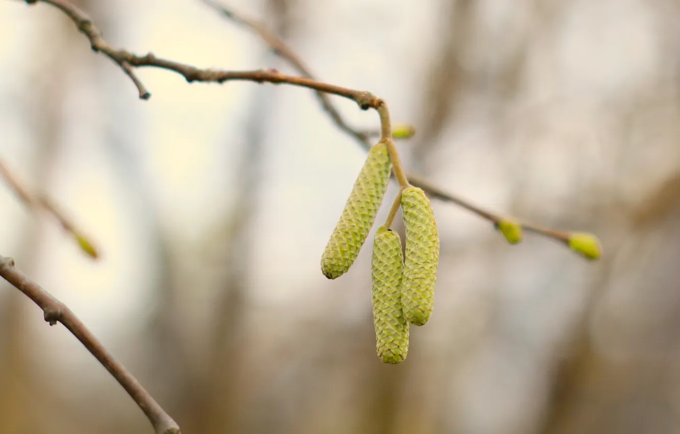 Photo wallpaper tree, plant, twig