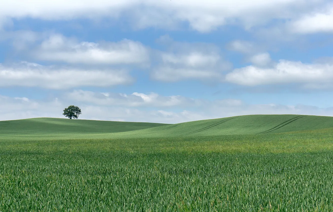 Photo wallpaper field, the sky, clouds, tree, hills, horizon