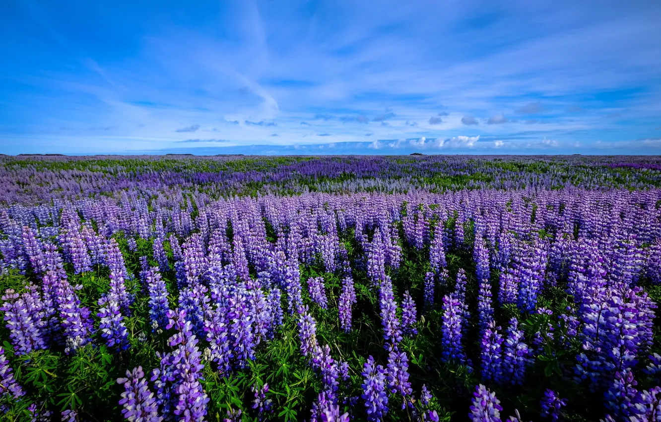 Photo wallpaper field, the sky, flowers, lavender