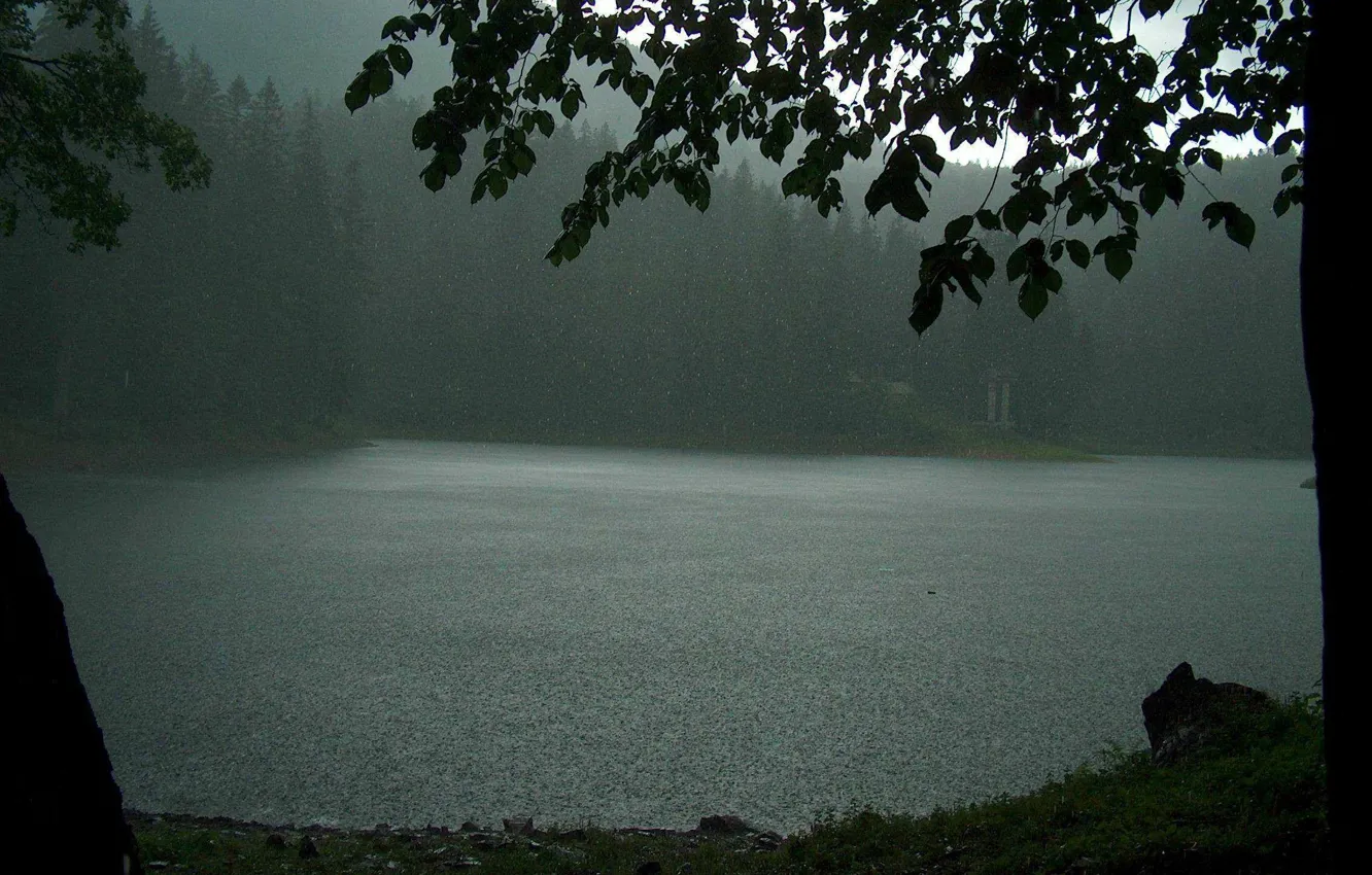 Photo wallpaper forest, trees, nature, lake, rain, overcast
