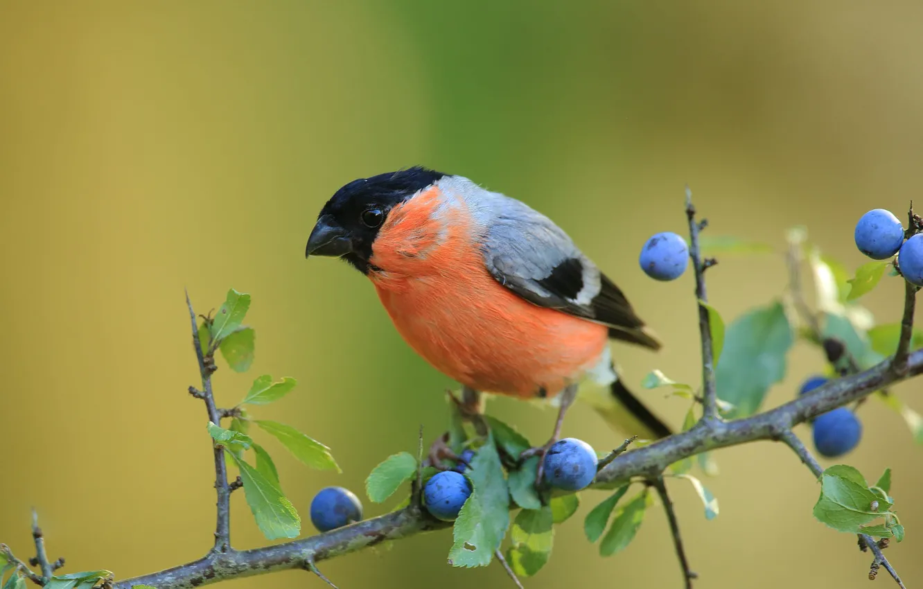 Photo wallpaper branches, fruit, Chernosliv, blackthorn, bird, bullfinch, drain