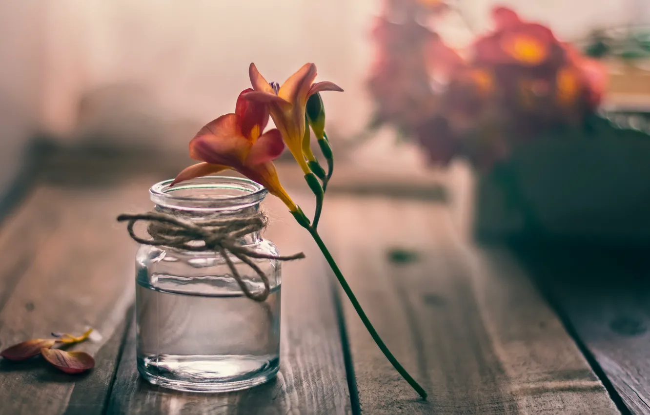 Photo wallpaper flowers, background, Bank