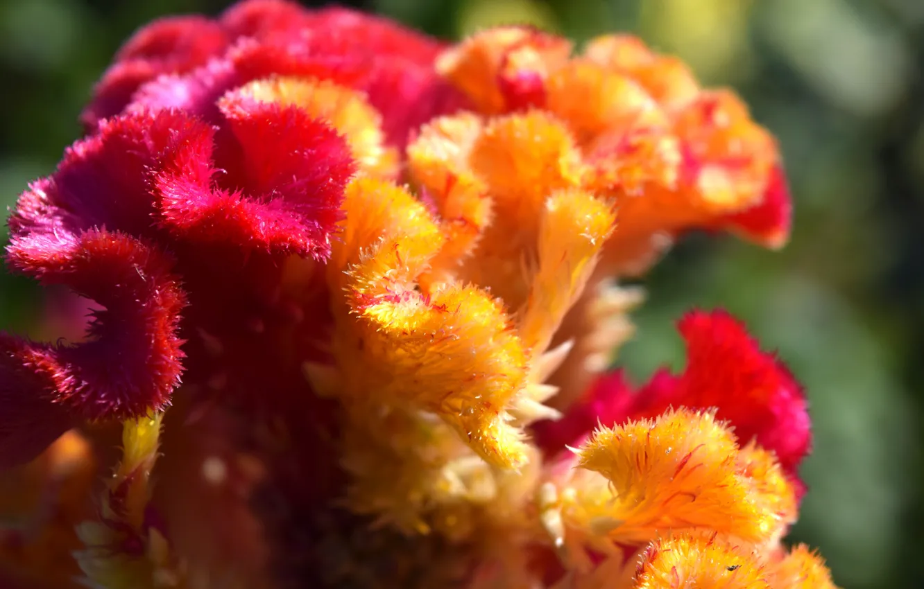 Photo wallpaper macro, flowers, yellow, red, widescreen