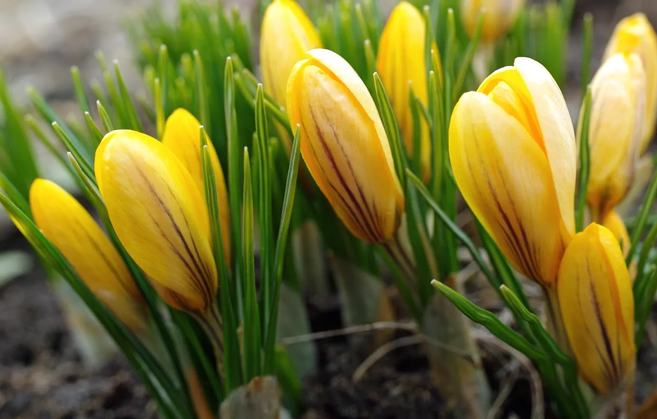 Photo wallpaper yellow, spring, crocuses