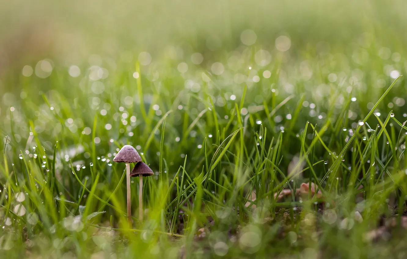 Photo wallpaper grass, nature, mushrooms