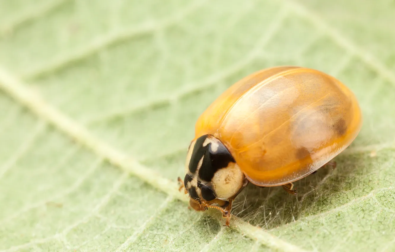 Photo wallpaper leaves, insect, veins
