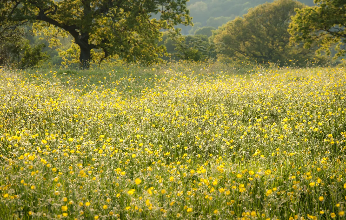Photo wallpaper summer, trees, landscape, flowers, glade