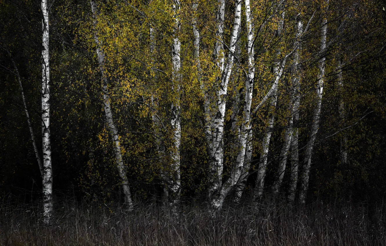 Photo wallpaper autumn, birch, grove