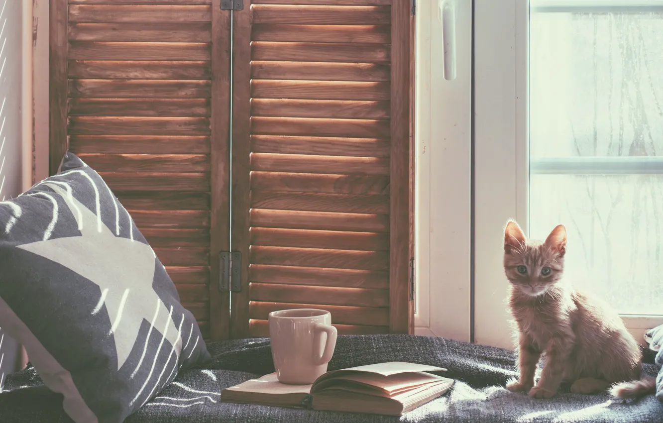 Photo wallpaper cat, cat, room, bed, window, mug, pillow, book