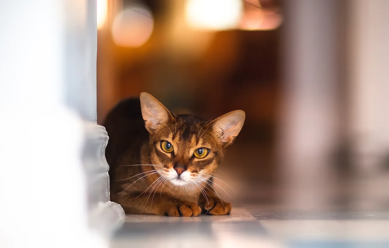 Photo wallpaper cat, cat, glare, sitting, Kote, wall