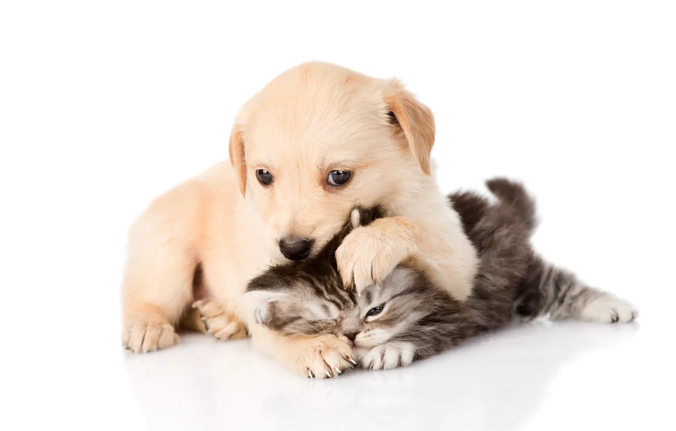 Photo wallpaper cat, look, pose, together, the game, legs, dog, puppy