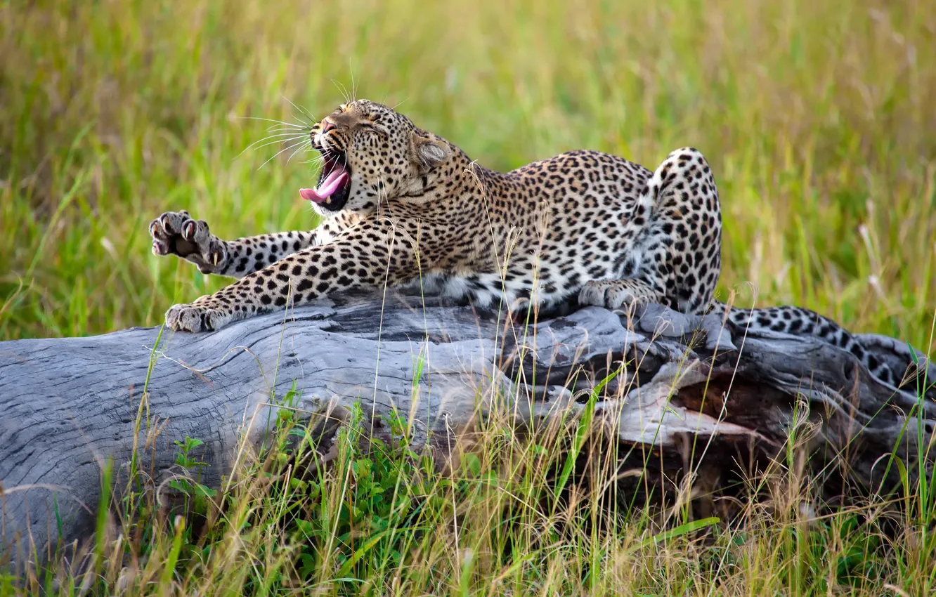 Photo wallpaper grass, leopard, Africa, big cat, stretching