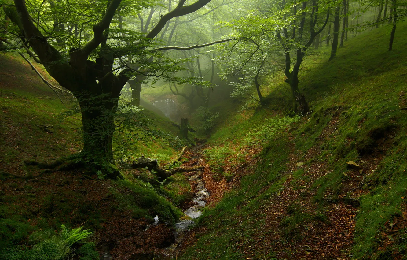 Photo wallpaper autumn, forest, trees, stream, the ravine