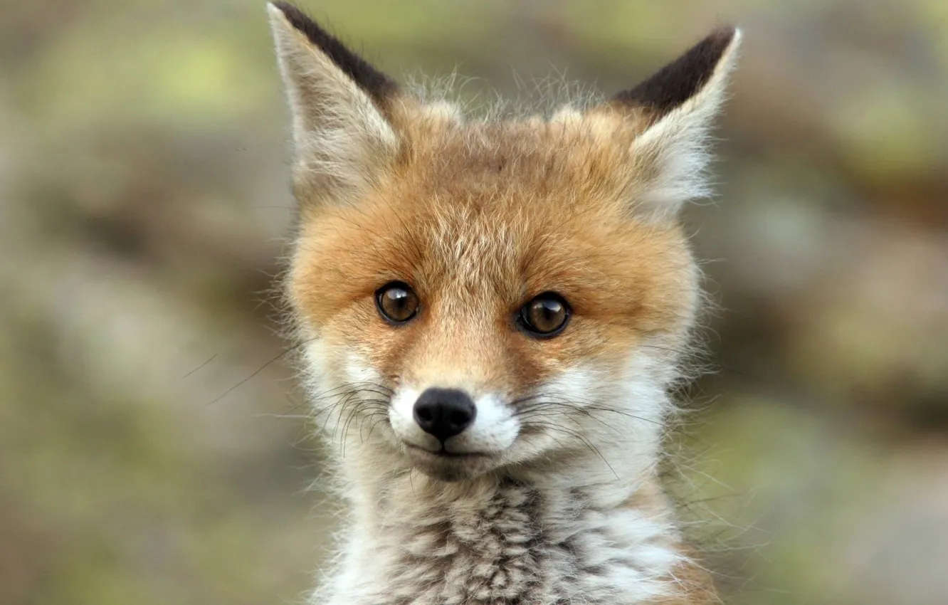 Photo wallpaper Fox, fox, redhead, cute