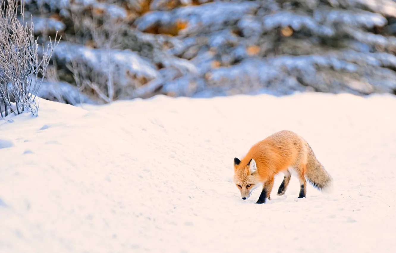 Photo wallpaper winter, forest, snow, nature, ate, Fox, the snow, red